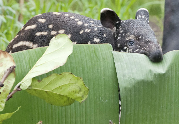 Animal shots of the week